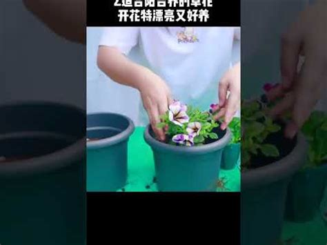 陽台種花招財|前陽台招財植物大全！15 種適合陽台的植物助你財源。